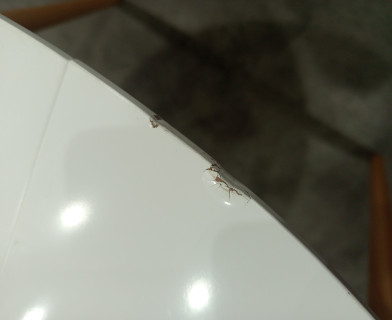 Стол круглый раскладной обеденный BOSCO (Боско) основание бук, столешница мдф, 100*75*100+30см, Белый+Натуральный ( Бук)